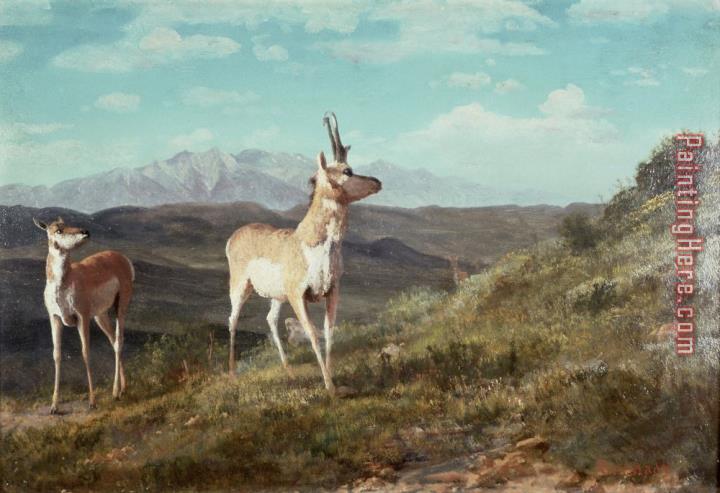 Albert Bierstadt Antelope